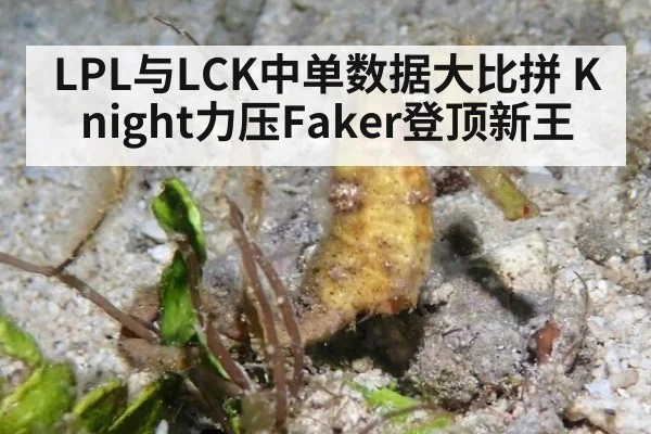 LPL与LCK中单数据大比拼 Knight力压Faker登顶新王